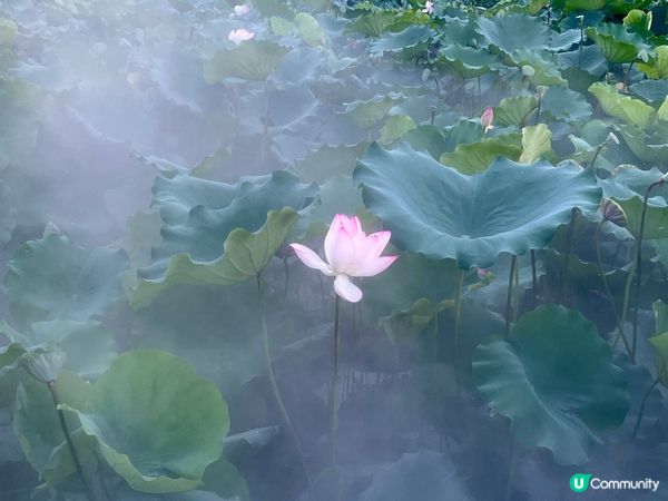 洪湖公園南邊遊，荷花仙氣爆棚！🌸✨