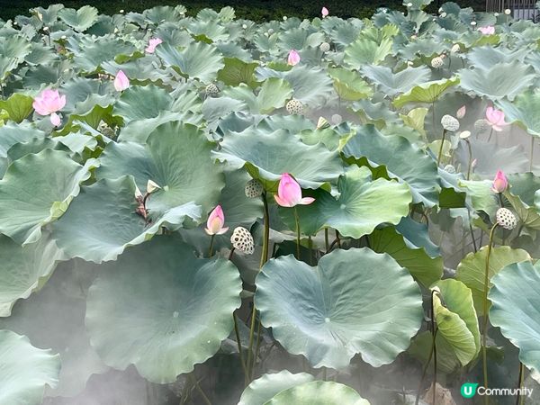洪湖公園南邊遊，荷花仙氣爆棚！🌸✨
