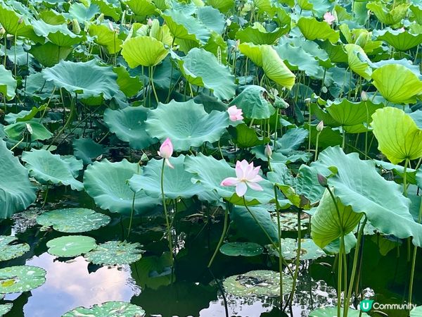 洪湖公園南邊遊，荷花仙氣爆棚！🌸✨