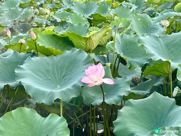 洪湖公園南邊遊，荷花仙氣爆棚！🌸✨