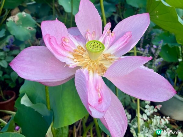洪湖公園南邊遊，荷花仙氣爆棚！🌸✨