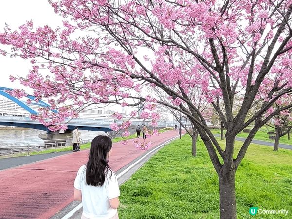 難忘東京賞櫻之旅，希望不久將來可再次欣賞各種櫻花的美態，未去...