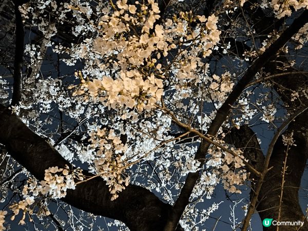 難忘東京賞櫻之旅，希望不久將來可再次欣賞各種櫻花的美態，未去...