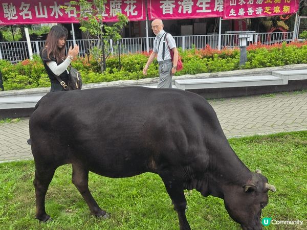 大嶼山一天遊，昂平360跟以往好唔同，大佛也好宏偉，愉快一天...
