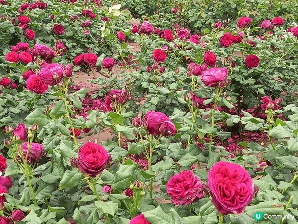 位於名古屋嘅鶴舞公園玫瑰園係一個好靚嘅打卡地點，鮮豔盛放嘅各...