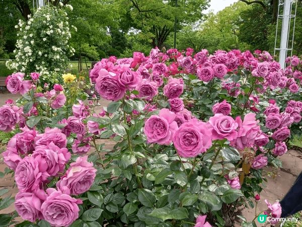 位於名古屋嘅鶴舞公園玫瑰園係一個好靚嘅打卡地點，鮮豔盛放嘅各...