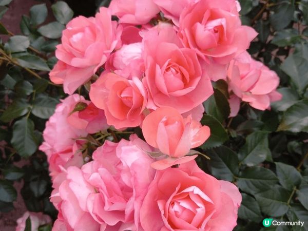 位於名古屋嘅鶴舞公園玫瑰園係一個好靚嘅打卡地點，鮮豔盛放嘅各...