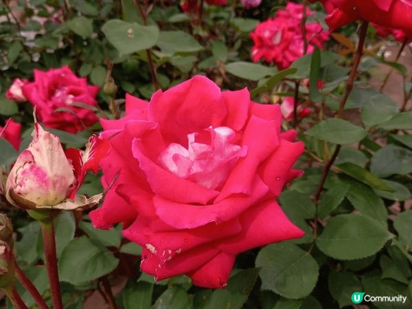 位於名古屋嘅鶴舞公園玫瑰園係一個好靚嘅打卡地點，鮮豔盛放嘅各...