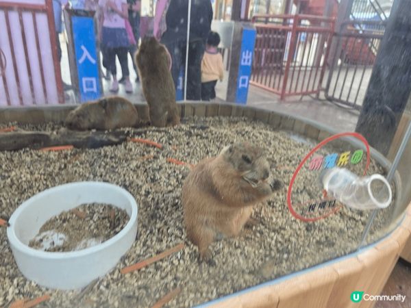 珠海中山遊，中山步行街，展覽館，美中不足步行街一邊再裝修，沙...