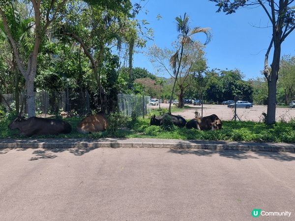 到西貢看海吃吃海鲜，途中還看到很久沒看過的牛隻，真是郊區才有...