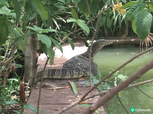 在泰國酒店里發現大蜥蜴，真是個惊喜！