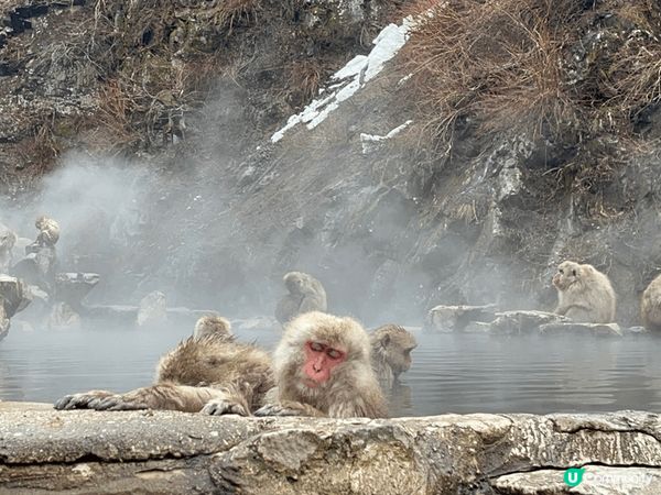 地獄谷野猿公苑體驗獼猴露天浴池浸浴