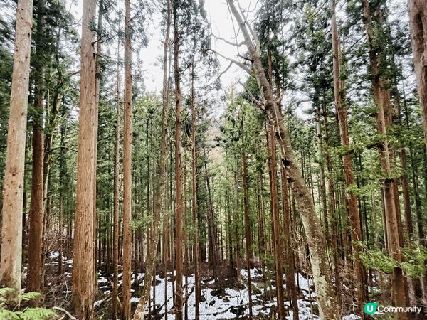 地獄谷野猿公苑體驗獼猴露天浴池浸浴