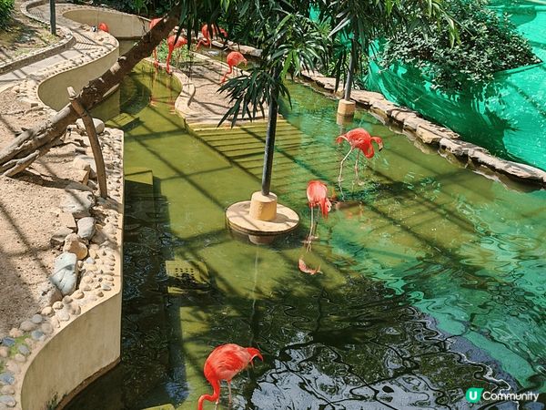 平日放假帶埋退休嬸嬸一同遊香港動植物公園，第一次看水瀨，真系...