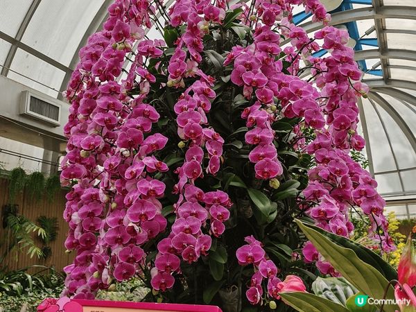 平日放假帶埋退休嬸嬸一同遊香港動植物公園，第一次看水瀨，真系...