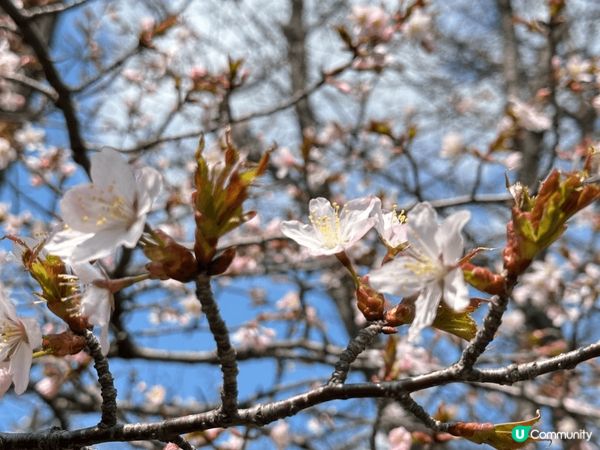 在剛剛過去的春天，我到了北海道旅行但由於天氣還是太冷，所以櫻...