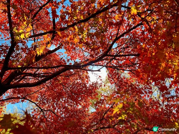 日本是一個舒適的地方 秋季🍂楓葉🍁 顏色多變 黃黃紅紅火火 ...