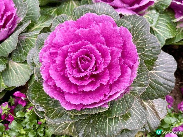 今年農曆新年到杭州及蘇州等地旅行照片，最後一張是香港照片！