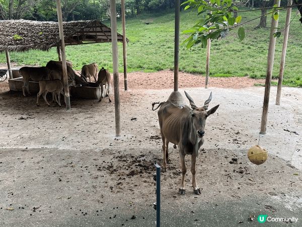 深圳野生動物園是位於中國深圳的一座動物園。它位於西麗街道的西...