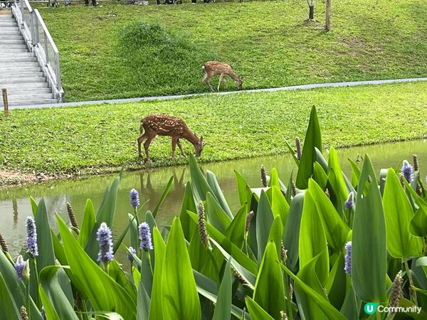 深圳2天游，去左福田既玩美攻略玩了一整天，吃了貴州酸湯火鍋，...
