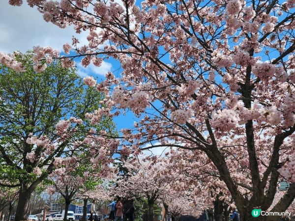 The Sakura Grove真係超靚😍，有好多櫻花樹🌸，...