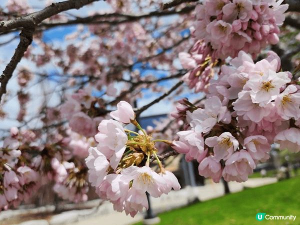 The Sakura Grove真係超靚😍，有好多櫻花樹🌸，...