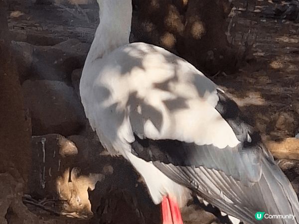 日本玩左2星期既日本之旅，去左動物園睇動物，去左睇鐵道，去左...
