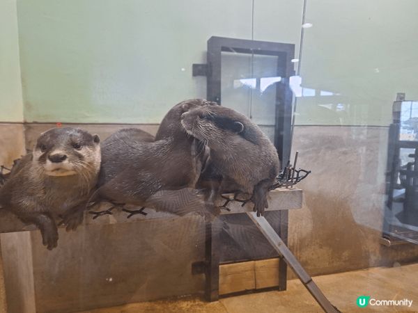 日本玩左2星期既日本之旅，去左動物園睇動物，去左睇鐵道，去左...