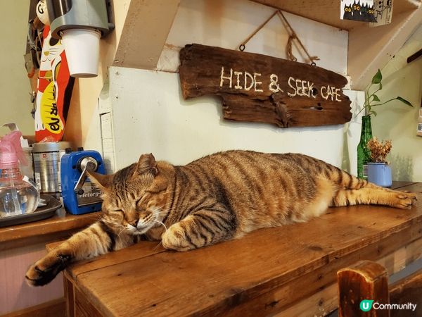 呢個係 台灣 猴洞車站 嘅一間貓cafe 嗰度真係好多貓 猴...