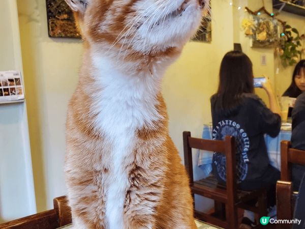 呢個係 台灣 猴洞車站 嘅一間貓cafe 嗰度真係好多貓 猴...