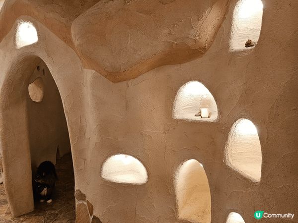 東京吉祥寺嘅一間好有特色嘅貓cafe 貓貓好得意好大隻成個環...