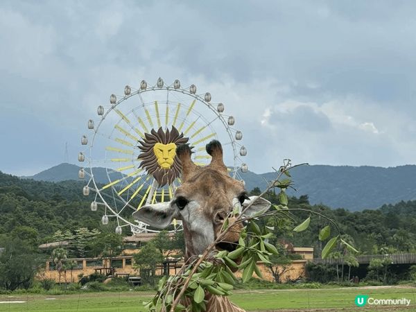 星期六日同屋企人去個短trip, 揀左新開既清遠長隆野生動物...