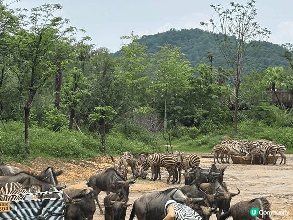 星期六日同屋企人去個短trip, 揀左新開既清遠長隆野生動物...