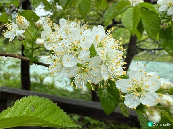 5月的日本之旅，到犬山城下町品嚐飛驒牛壽司，再到若峽彩虹公園...