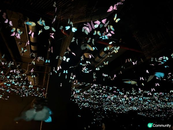 深圳的蝶光星河展覽