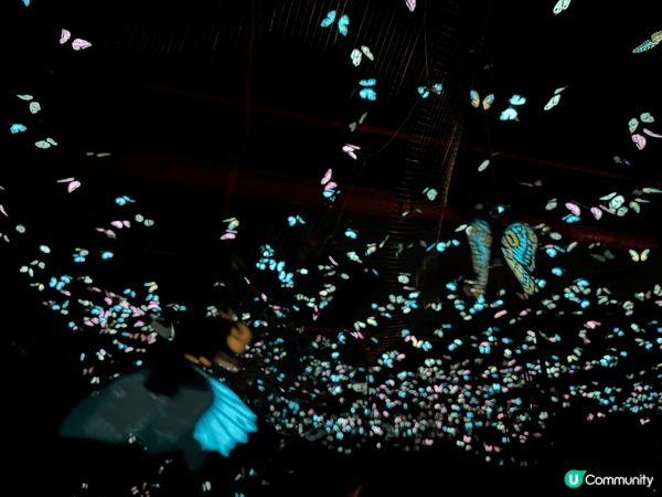 深圳的蝶光星河展覽