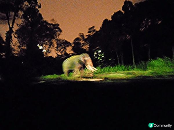 極力推介新加坡的Night Safari💯大家可在短短4-5...