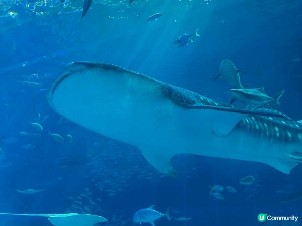 趁着日本機票平，之前就同朋友去左沖繩，係個好chill 嘅地...