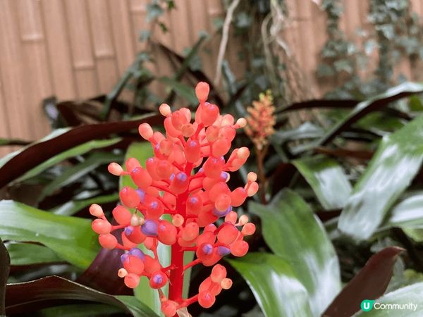 去香港動植物公園的感受非常獨特。這個地方不僅是一個享受自然的...