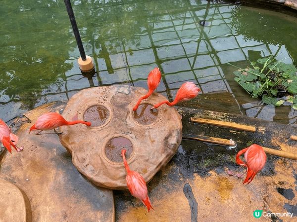 去香港動植物公園的感受非常獨特。這個地方不僅是一個享受自然的...