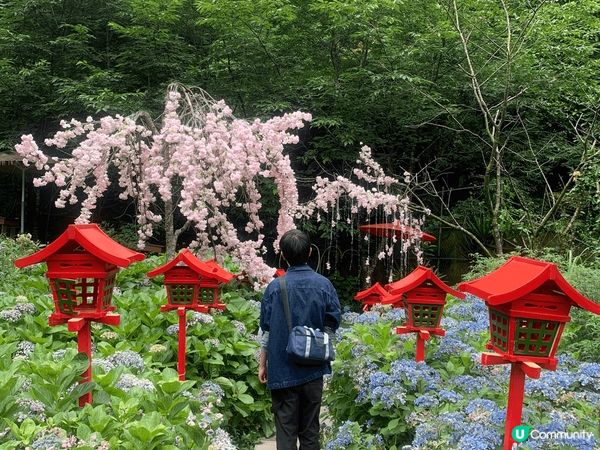 1.  基隆繡球花田之旅！☔️🌸 靚到爆！😍