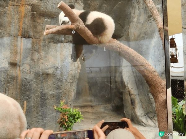 BB第一次海洋公園之旅，第一次見到同樣是BB的熊貓十分開心 ...
