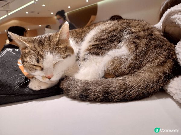 貓cafe是非常放鬆和療癒，可以與可愛的貓咪互動，享受悠閒時...