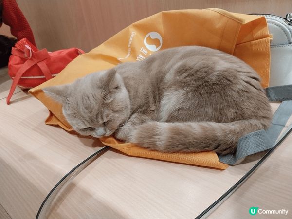 貓cafe是非常放鬆和療癒，可以與可愛的貓咪互動，享受悠閒時...