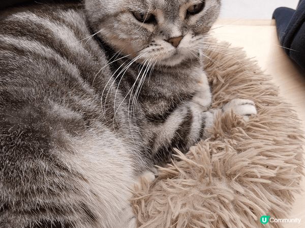 貓cafe是非常放鬆和療癒，可以與可愛的貓咪互動，享受悠閒時...