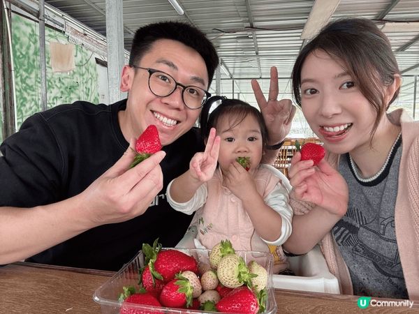 元朗既士多啤梨園，免入場費，摘幾多比幾錢，摘完食完仲可以帶返...