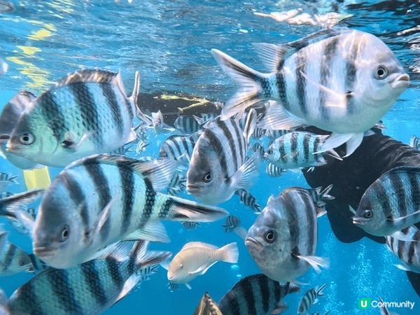 【日本沖繩夢幻之旅2025】邂逅青之洞窟的蔚藍奇蹟！✨  