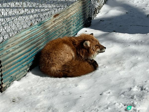 前排3月既時候去左仙台狐狸村，呢個時間仲係當地冬天，成個地方...