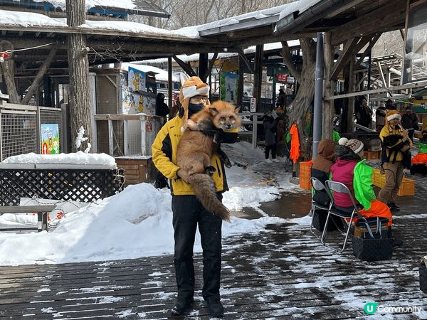 前排3月既時候去左仙台狐狸村，呢個時間仲係當地冬天，成個地方...