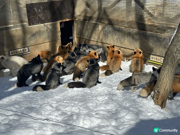 前排3月既時候去左仙台狐狸村，呢個時間仲係當地冬天，成個地方...